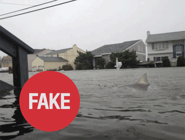 Sandy Fake Shark