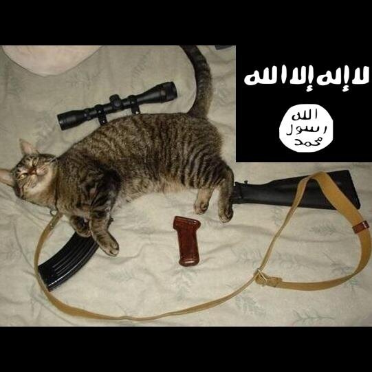 The Islamic State of Cats